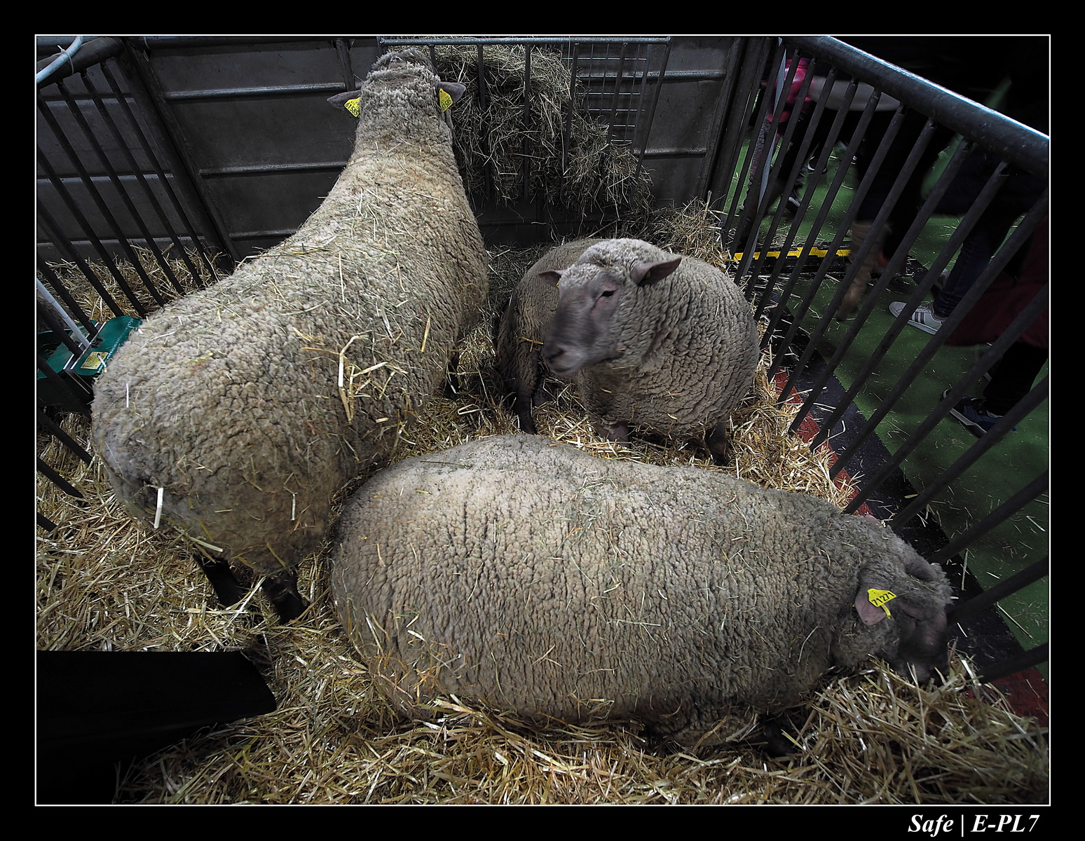 2020 - 02 - Salon agriculture 70